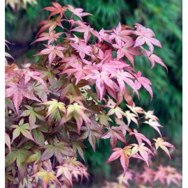 ACER palmatum Deshojo