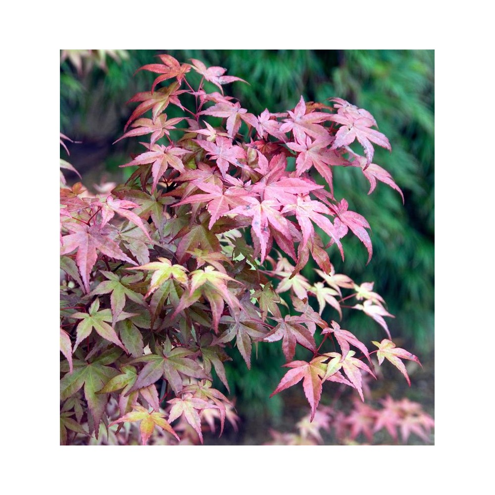 ACER palmatum Deshojo