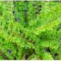 DRYOPTERIS filix-mas Crispa cristata