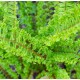 DRYOPTERIS filix-mas Crispa cristata