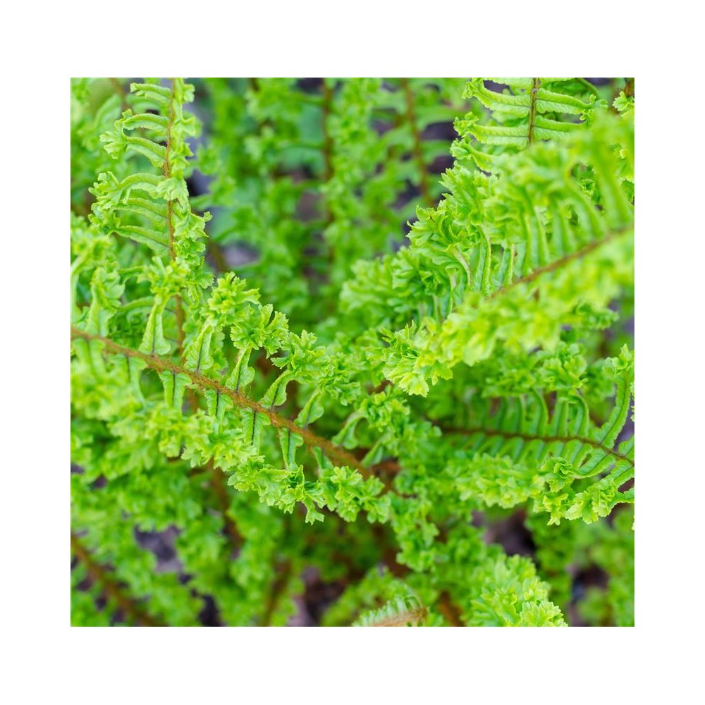 DRYOPTERIS filix-mas Crispa cristata