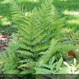 DRYOPTERIS erythrosora Prolifica