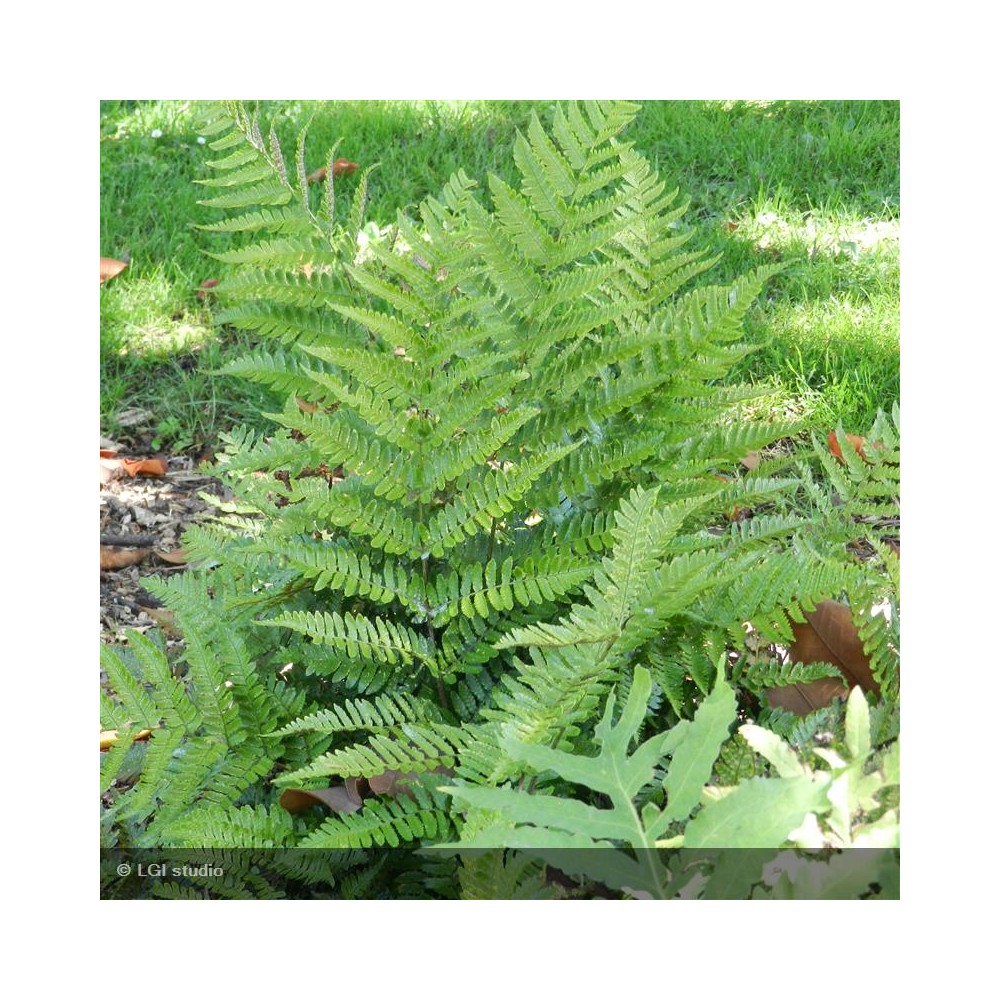 DRYOPTERIS erythrosora Prolifica