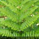 DRYOPTERIS erythrosora Prolifica