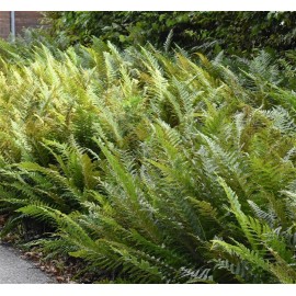 POLYSTICHUM setiferum