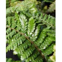 POLYSTICHUM polyblepharum