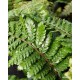 POLYSTICHUM polyblepharum