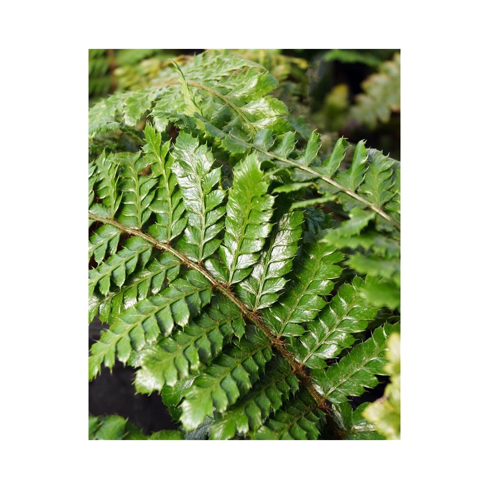 POLYSTICHUM polyblepharum