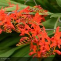 CROCOSMIA Lucifer