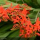 CROCOSMIA Lucifer