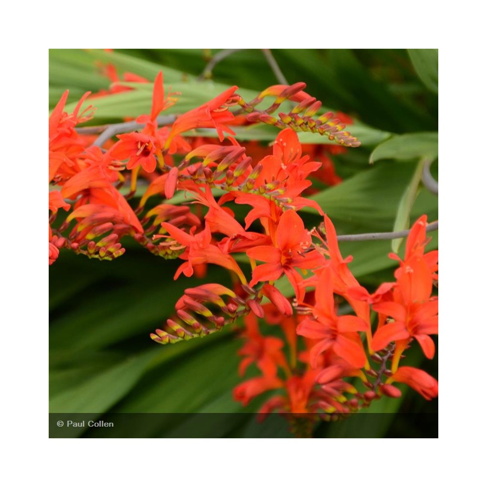 CROCOSMIA Lucifer