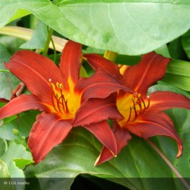 HEMEROCALLIS Autumn red