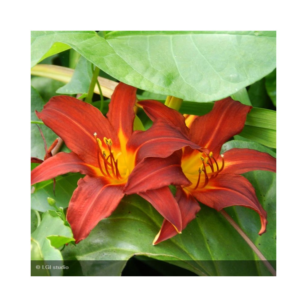 HEMEROCALLIS Autumn red