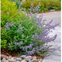 NEPETA faassenii Walker's low