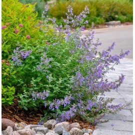 NEPETA faassenii Walker's low