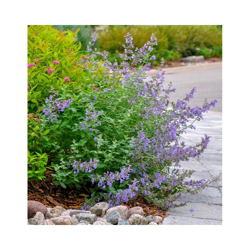 NEPETA faassenii Walker's low