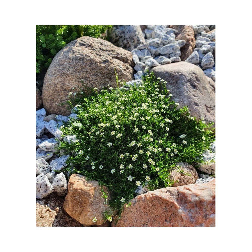 SAGINA subulata Strong moss