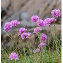 ARMERIA maritima Rosea