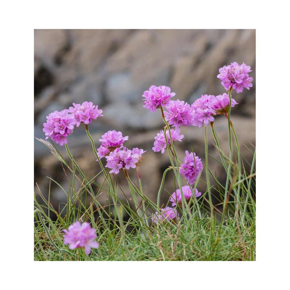 ARMERIA maritima Rosea