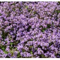 THYMUS serpyllum Elfin