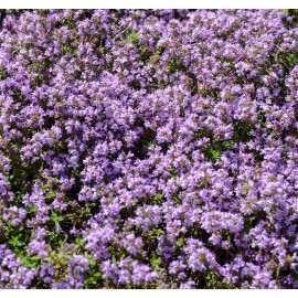 THYMUS serpyllum Elfin