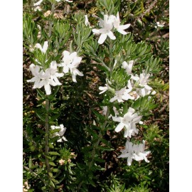 WESTRINGIA fruticosa Alba