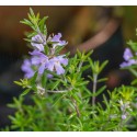 WESTRINGIA fruticosa Blue gem