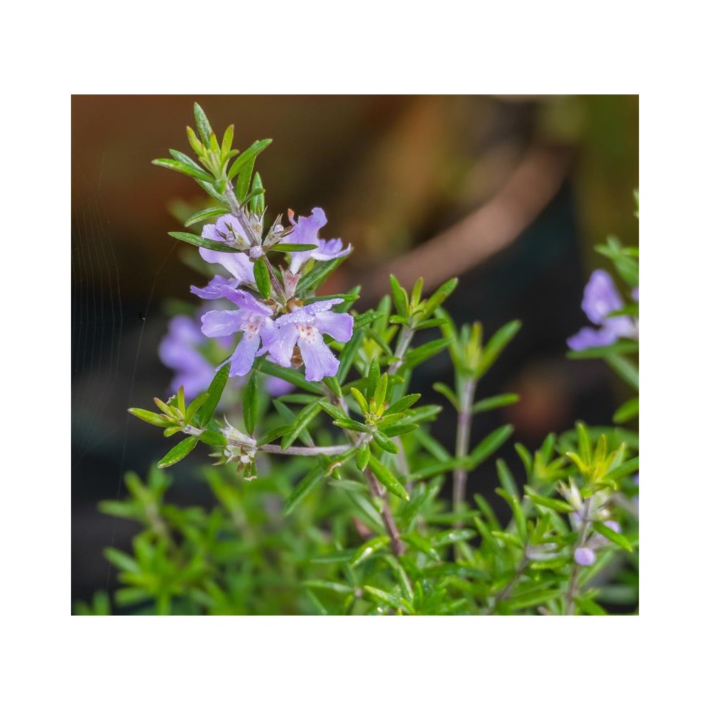 WESTRINGIA fruticosa Blue gem