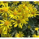 SENECIO greyii Sunshine