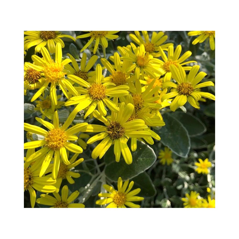 SENECIO greyii Sunshine