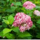 HYDRANGEA arborescens Pink annabelle