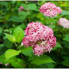 HYDRANGEA arborescens Pink annabelle