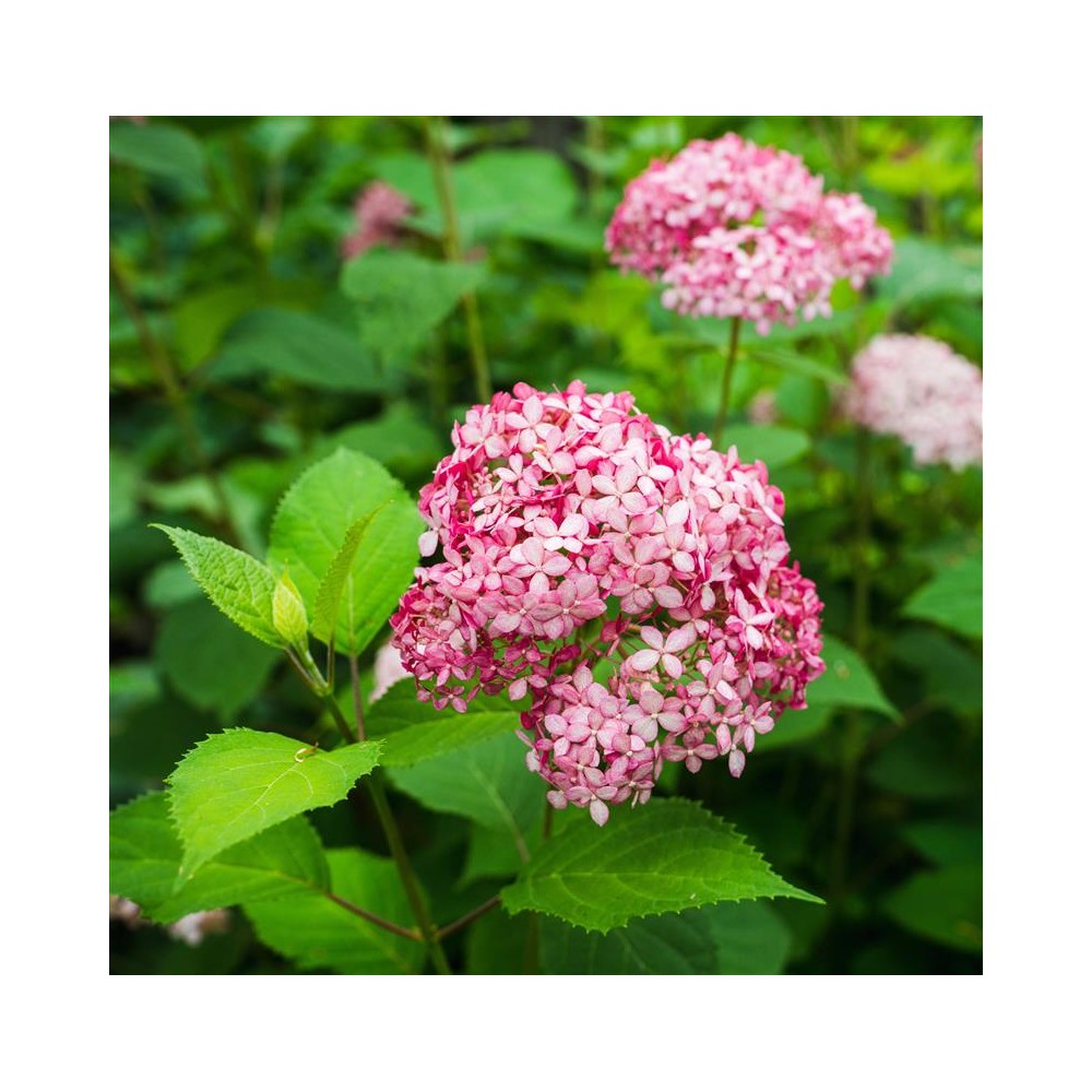 HYDRANGEA arborescens Pink annabelle