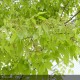 ZELKOVA serrata