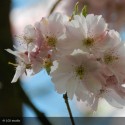 PRUNUS x Accolade