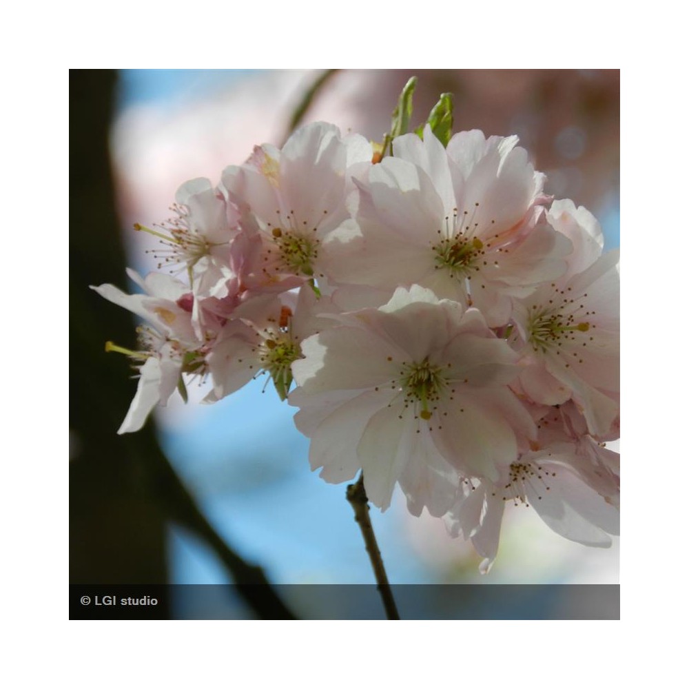 PRUNUS x Accolade