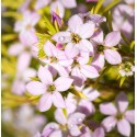 DIOSMA hirsuta Sunset Gold