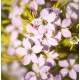 DIOSMA hirsuta Sunset Gold