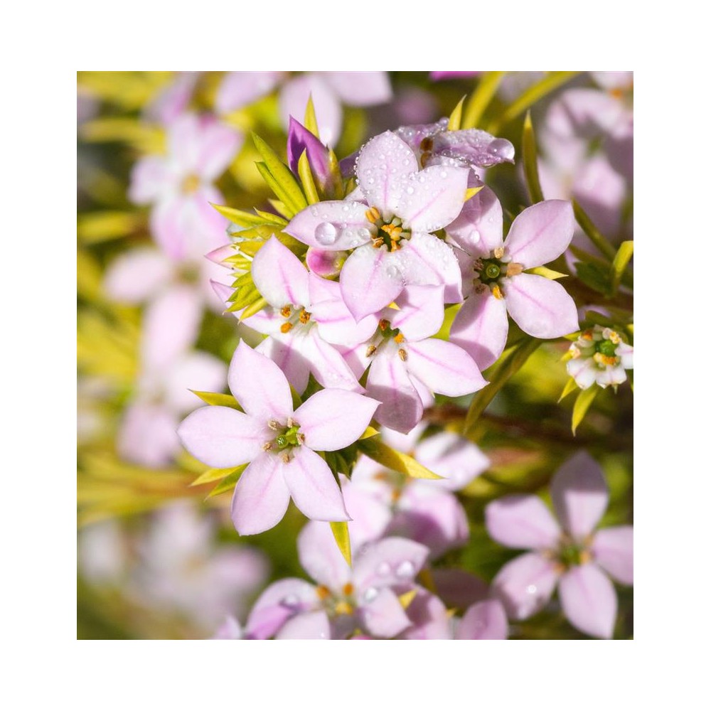 DIOSMA hirsuta Sunset Gold