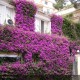 BOUGAINVILLEA sanderiana