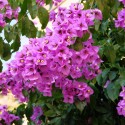 BOUGAINVILLEA Violet de Meze