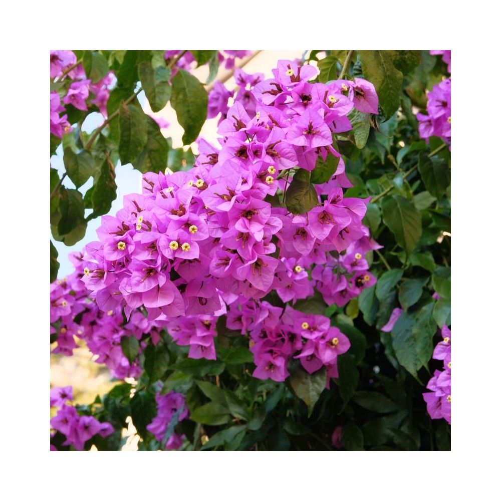 BOUGAINVILLEA Violet de Meze