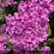 BOUGAINVILLEA Violet de Meze