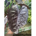 COLOCASIAS exculenta Black ripple