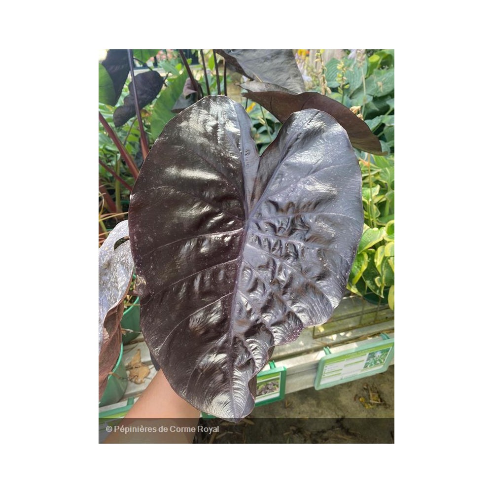 COLOCASIAS exculenta Black ripple