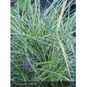 MISCANTHUS sinensis Little zebra