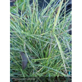 MISCANTHUS sinensis Little zebra