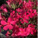 NERIUM oleander Papa gambetta