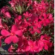 NERIUM oleander Papa gambetta