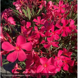 NERIUM oleander Papa gambetta